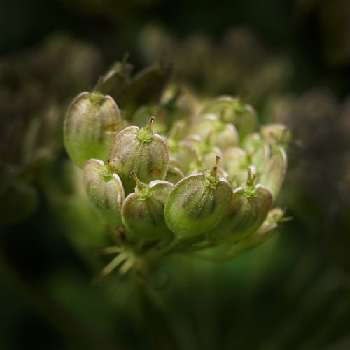 anise seeds gap fruits