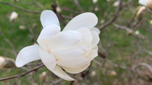 anise  magnolia  bud