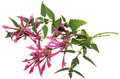 aniseed  flower  herb