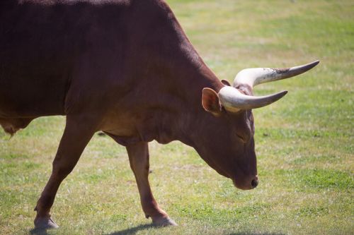 Ankole Cattle