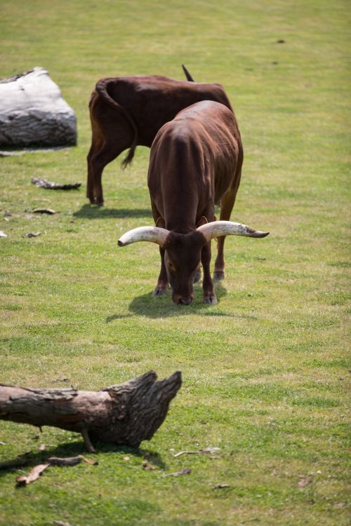 Ankole Cattle