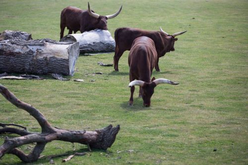 Ankole Cattle