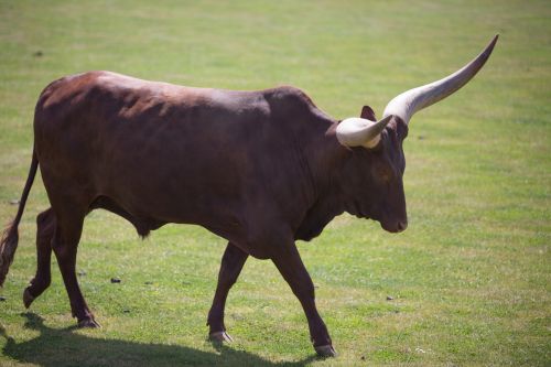 Ankole Cattle