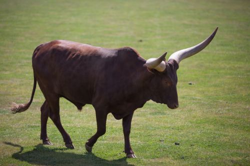 Ankole Cattle