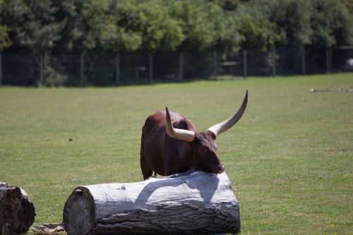 Ankole Cattle