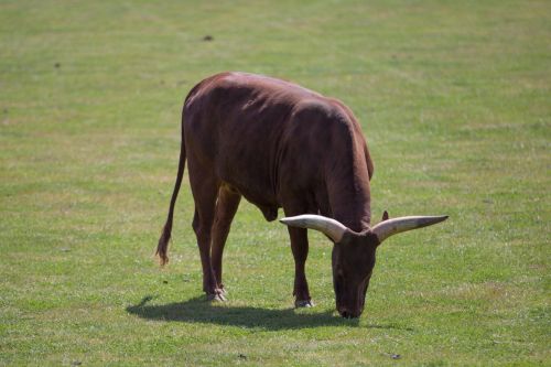 Ankole Cattle