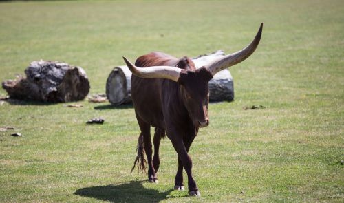 Ankole Cattle