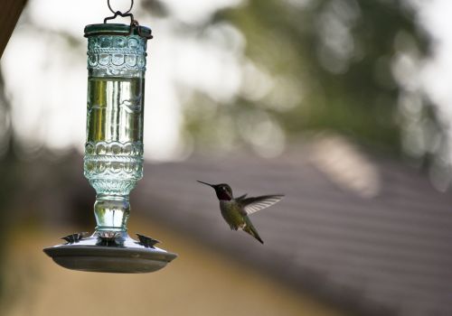 Anna&#039;s Hummingbird Hovering
