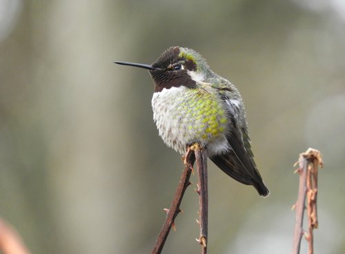 anna hummingbird wa state  bird  nature