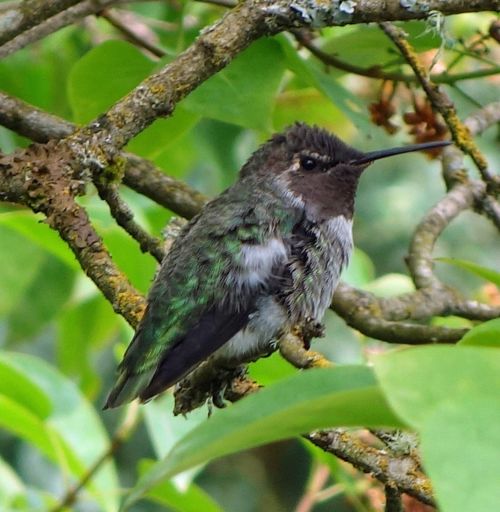 Anna&#039;s Hummingbird