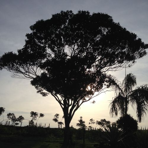 annapolis tree dawn