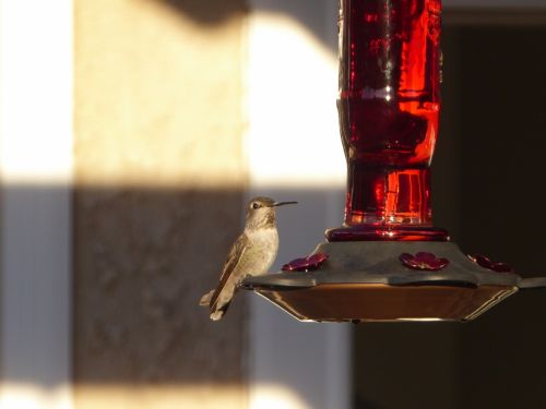 Anna&#039;s Hummingbird