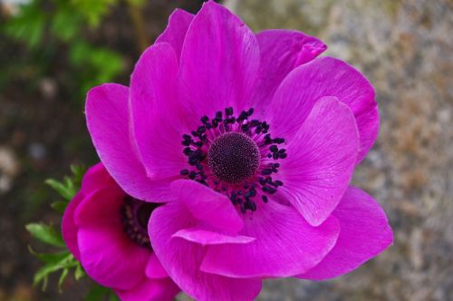 annemone garden flower