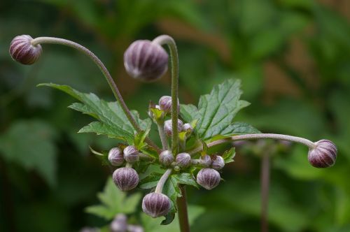 annemone plant bud