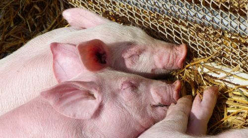 annimaux piglets nap