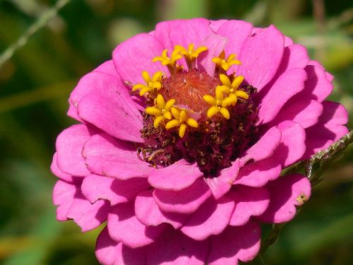 annual zinnia nature