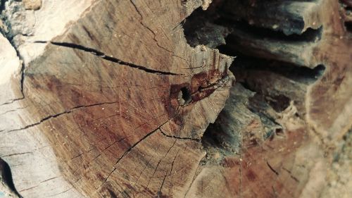 annual circle sawn cracked wood