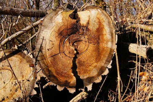 annual rings wood tree