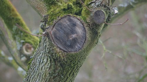 annual rings branch sawed off