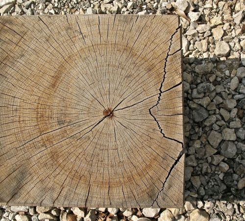 annual rings wood sawed off