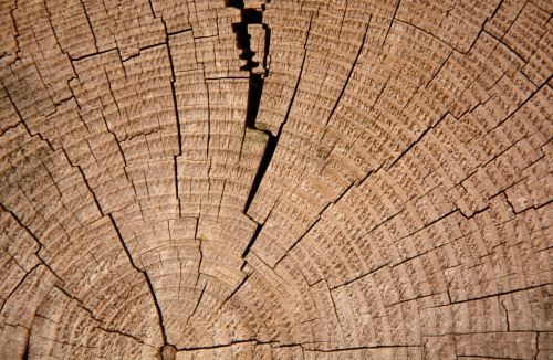 annual rings tree wood
