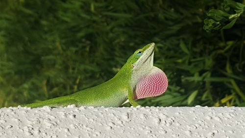 anole green anole lizard