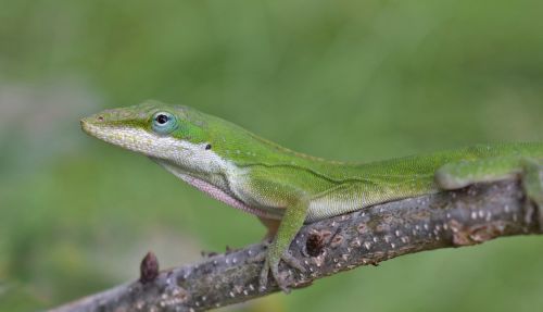 anole green anole lizard