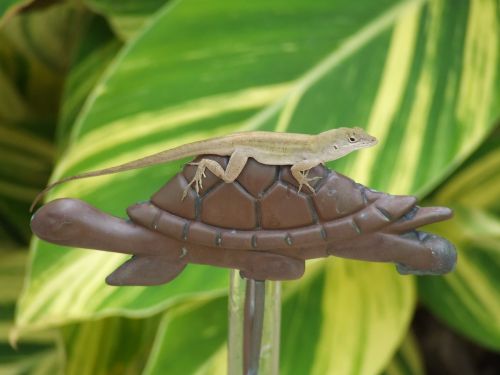 lizard turtle animal