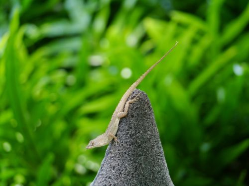 anolis lizard animals