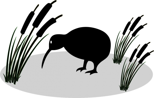 anonymous bird kiwi