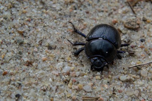 anoplotrupes stercorosus forest dung beetle nature