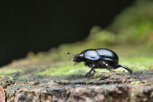 anoplotrupes stercorosus beetle dung