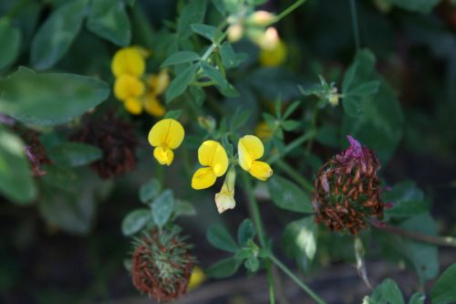 Another Yellow Flower