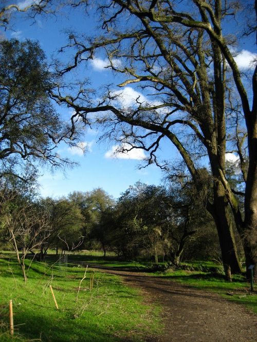 ansel hoffman park winter oak