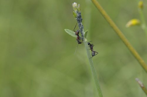 ant lavender nature