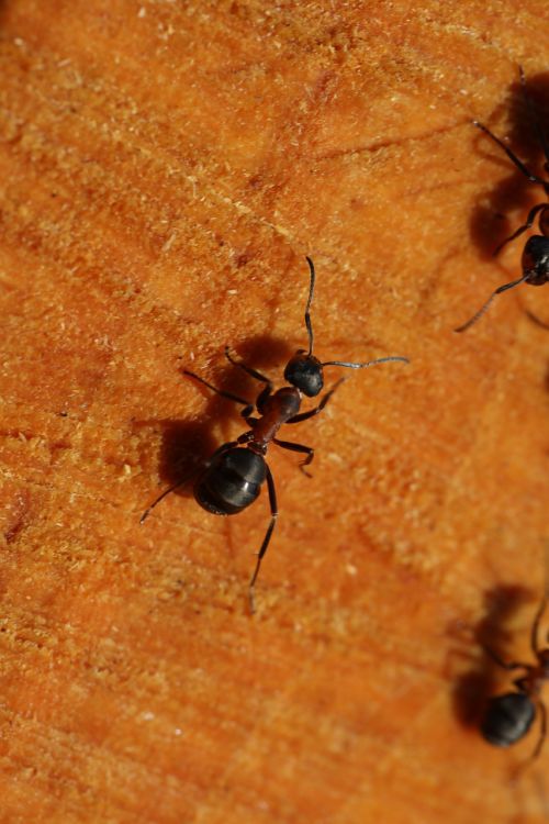 ant detail wood