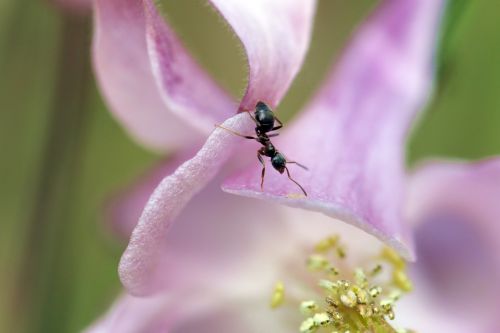 ant inside a flower orlik