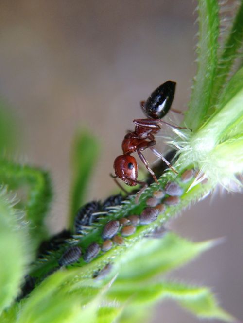 ant larvae plant