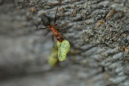 ant caterpillar nature