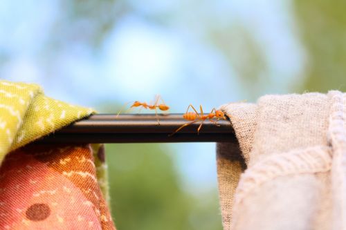 ant natural cloth