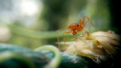 ant macro macro photography