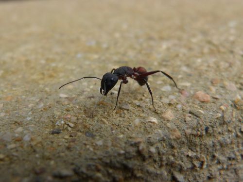 ant insect detail