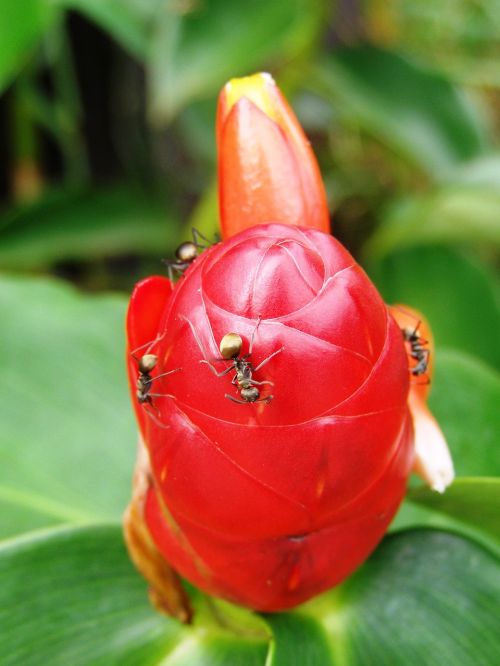 ant thailand red flower