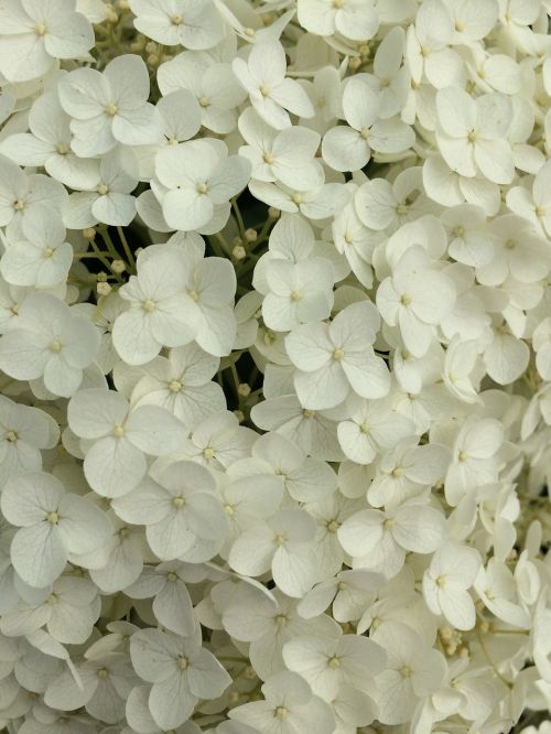 ant white flowers flower