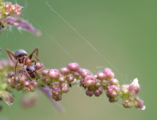 ant plant macro