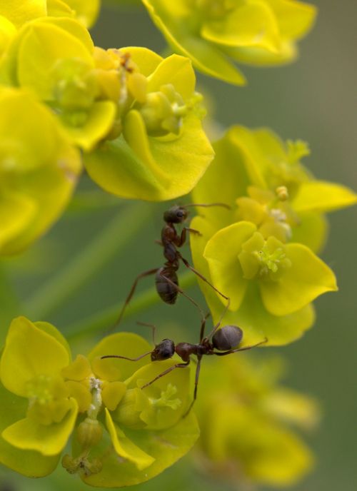 ant plant macro