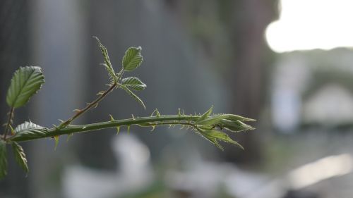 ant thorn plant