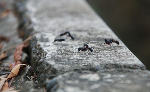 ant animal small animals