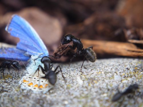 ant ants butterfly