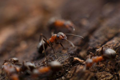 ant insect macro